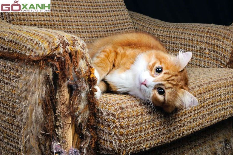 Sai lầm cần tránh khi dùng sofa